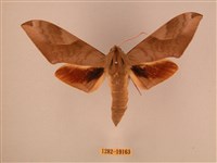 波紋豆天蛾藏品圖，第1張