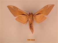 波紋豆天蛾藏品圖，第2張