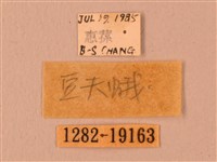 波紋豆天蛾藏品圖，第3張