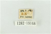 臺洒波紋蛾藏品圖，第3張