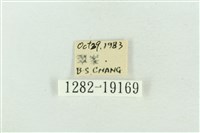 印華波紋蛾藏品圖，第3張