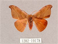 銀端帶鉤蛾藏品圖，第1張