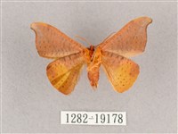 銀端帶鉤蛾藏品圖，第2張