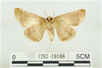 印華波紋蛾藏品圖，第2張