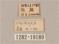 斜帶天蛾藏品圖，第3張