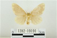 黑翅黃毒蛾藏品圖，第2張