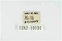 黑翅黃毒蛾藏品圖，第3張