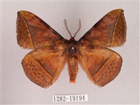 阿里山絨帶蛾藏品圖，第1張