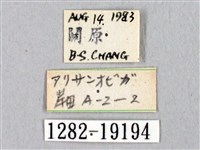 阿里山絨帶蛾藏品圖，第3張