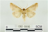 印華波紋蛾藏品圖，第2張