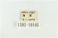 印華波紋蛾藏品圖，第3張