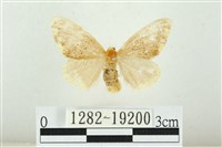 黑翅黃毒蛾藏品圖，第1張