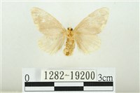 黑翅黃毒蛾藏品圖，第2張