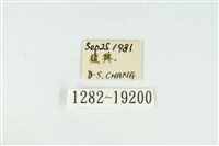 黑翅黃毒蛾藏品圖，第3張