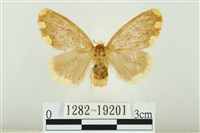 黑翅黃毒蛾藏品圖，第1張