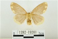 黑翅黃毒蛾藏品圖，第2張