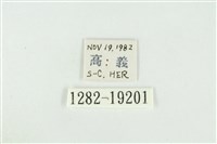 黑翅黃毒蛾藏品圖，第3張