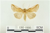 印華波紋蛾藏品圖，第1張