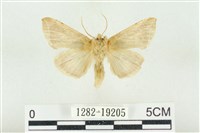 印華波紋蛾藏品圖，第2張