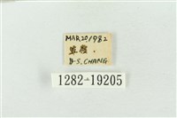 印華波紋蛾藏品圖，第3張