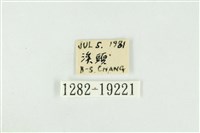 黑翅黃毒蛾藏品圖，第3張