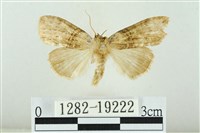 藹環波紋蛾藏品圖，第1張