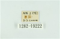 藹環波紋蛾藏品圖，第3張