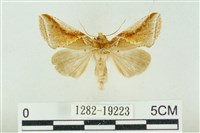 印華波紋蛾藏品圖，第1張