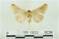 印華波紋蛾藏品圖，第2張