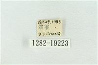 印華波紋蛾藏品圖，第3張