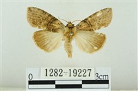 藹環波紋蛾藏品圖，第1張