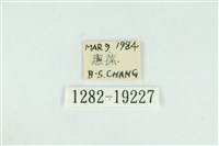 藹環波紋蛾藏品圖，第3張