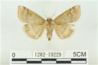 雙環波紋蛾藏品圖，第2張