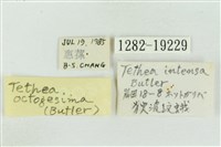 雙環波紋蛾藏品圖，第3張