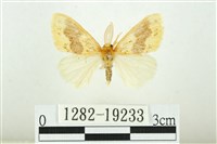 寬紋黃毒蛾藏品圖，第1張