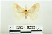 寬紋黃毒蛾藏品圖，第2張