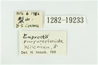 寬紋黃毒蛾藏品圖，第3張