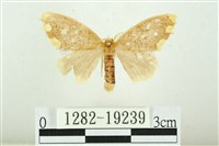 黑翅黃毒蛾藏品圖，第1張