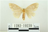 黑翅黃毒蛾藏品圖，第2張