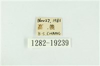 黑翅黃毒蛾藏品圖，第3張