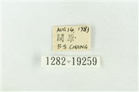 印華波紋蛾藏品圖，第3張