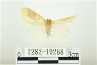 寬紋黃毒蛾藏品圖，第1張