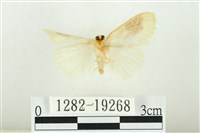 寬紋黃毒蛾藏品圖，第2張