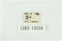 寬紋黃毒蛾藏品圖，第3張