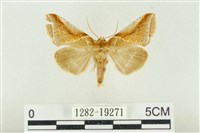 印華波紋蛾藏品圖，第1張