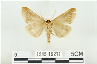 印華波紋蛾藏品圖，第2張