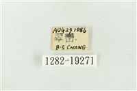 印華波紋蛾藏品圖，第3張