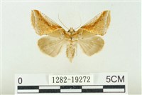 印華波紋蛾藏品圖，第1張