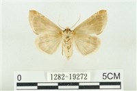 印華波紋蛾藏品圖，第2張