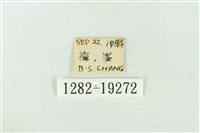 印華波紋蛾藏品圖，第3張